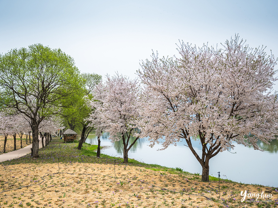 서울 근교 나들이 가평 벚꽃 자라섬 남도 꽃정원