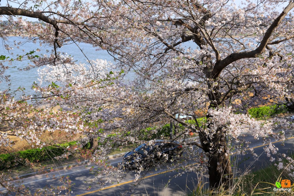 강릉 벚꽃 명소 경포대 가볼만한곳 경포가시연습지 경포호 튤립 위치