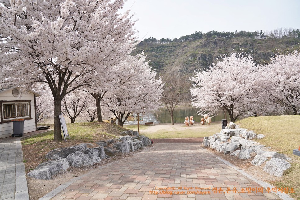 408.곰들덤공원 영천선원강변캠핑장 벚꽃캠핑 4월 7일~8일 부부캠