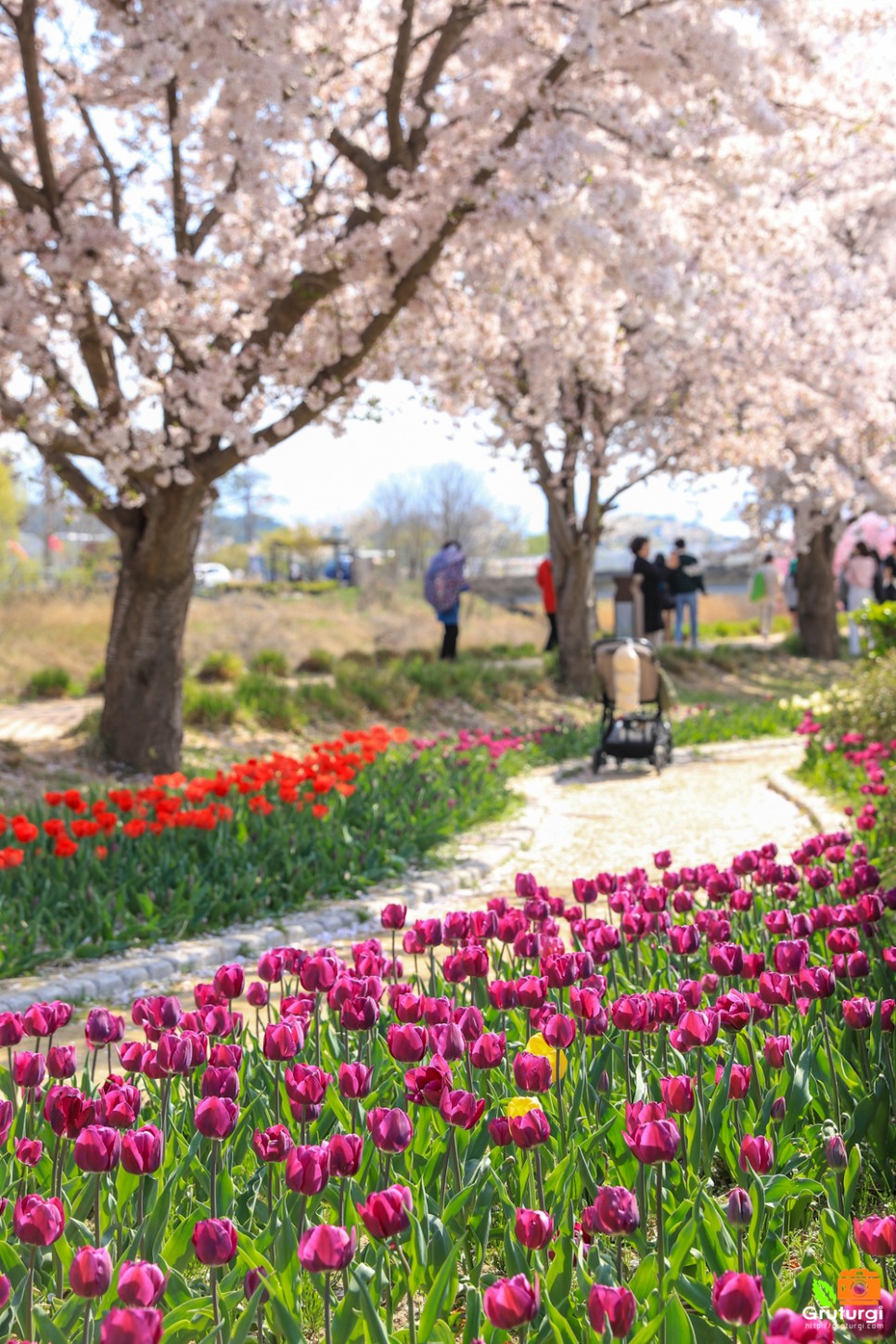 강릉 벚꽃 명소 경포대 가볼만한곳 경포가시연습지 경포호 튤립 위치