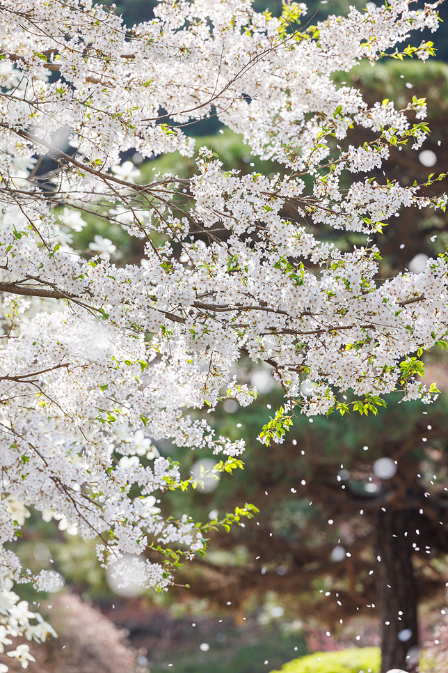 4월 경기도 가평 가볼만한곳 아침고요수목원 벚꽃엔딩 튤립 활짝
