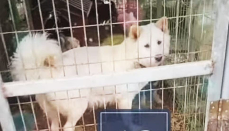 나는솔로 19기 순자 강아지 학대 논란 유튜브 인스타 비공개