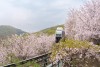 곤지암 화담숲 예약 모노레일 벚꽃 수선화축제