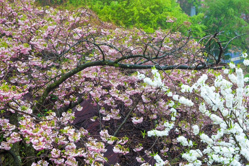 서산 개심사 청벚꽃 왕벚꽃 겹벚꽃 만개 4월 15일 실시간