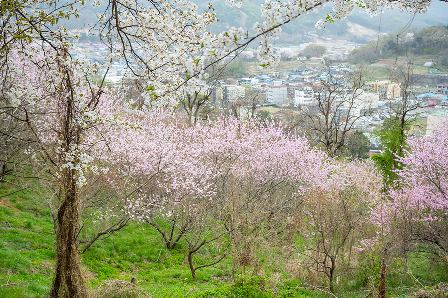 인천 강화도 벚꽃 명소 강화 고려궁지 산책로 아이와 인천 꽃구경