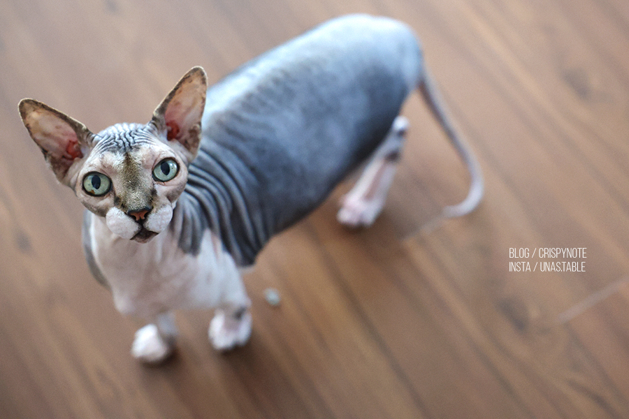 고양이주식캔 고르는 기준 캣츠파인푸드 고양이습식사료 기호성 좋은 고양이캔