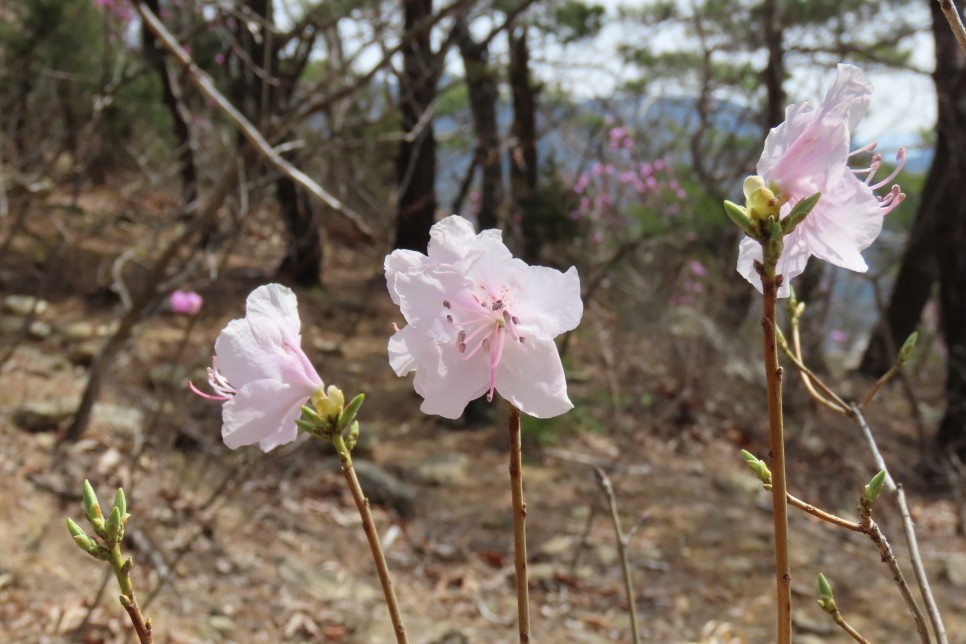 [계룡산국립공원] 장군봉~신선봉~남매탑~삼불봉으로 이어지는 병사골공원지킴터 코스 탐방