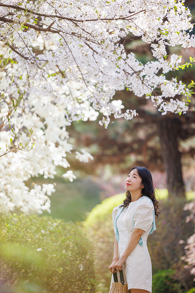 4월 경기도 가평 가볼만한곳 아침고요수목원 벚꽃엔딩 튤립 활짝