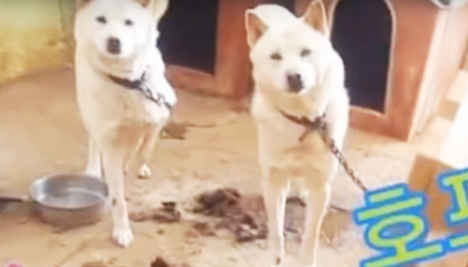 나는솔로 19기 순자 강아지 학대 논란 유튜브 인스타 비공개