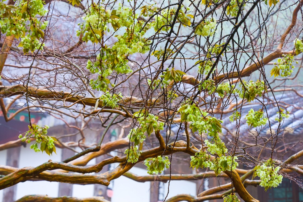 서산 개심사 청벚꽃 왕벚꽃 겹벚꽃 만개 4월 15일 실시간