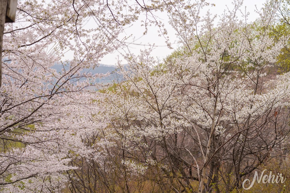 곤지암 화담숲 예약 모노레일 벚꽃 수선화축제