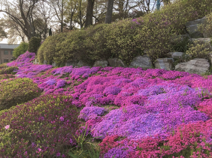 4월 가볼만한 곳, 겹벚꽃부터 튤립까지 즐기는 충남 아산 당일치기 여행