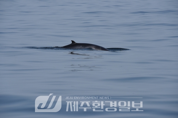세계 최초, 밍크고래 어미와 새끼가 함께 유영하는 모습 영상..