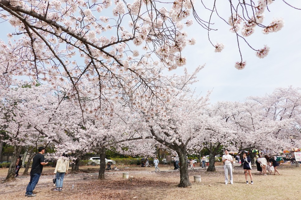 [경주국립공원] 시간여행 사진관 이벤트(삼릉, 토함산탐방지원센터) 벚꽃과 함께 찰칵!