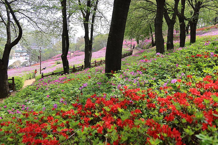 군포 철쭉축제 철쭉동산 주차 경기도 4월 꽃구경 꽃축제 실시간 개화상황
