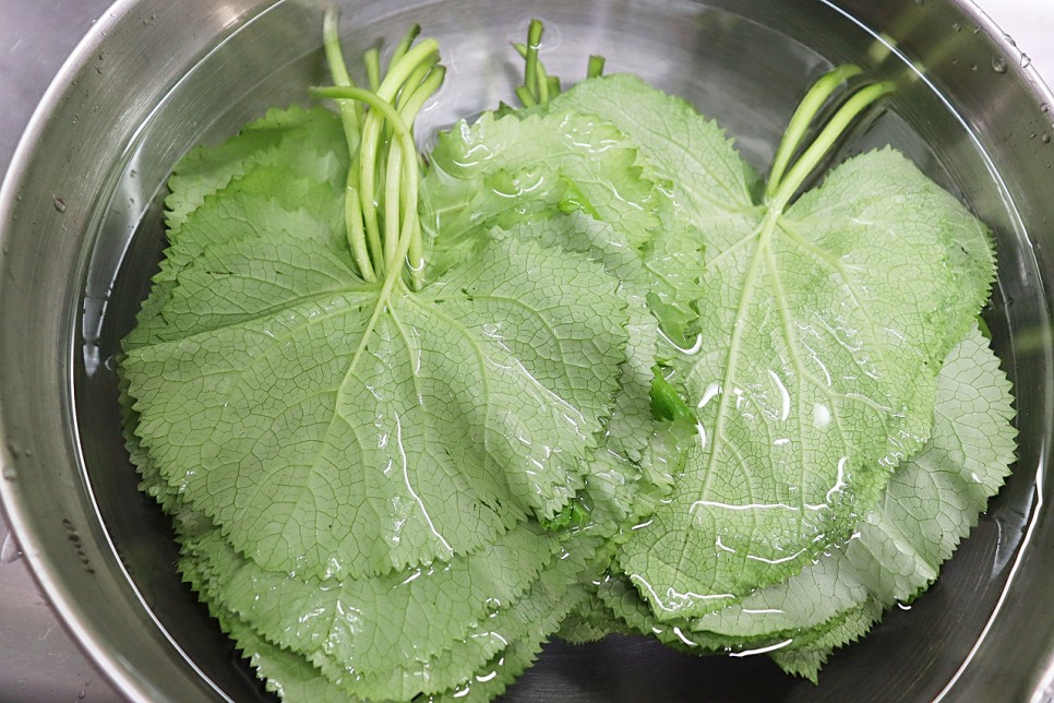 곰취장아찌 만드는법 곰취나물장아찌 간장 비율 곰취요리 봄나물 장아찌 종류