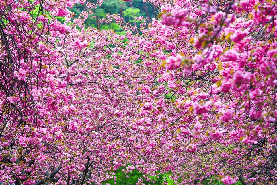 서산 문수사 겹벚꽃 과 서산 한우목장 충남 벚꽃 명소