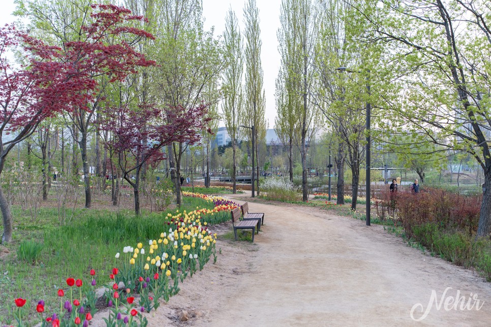 마곡 서울식물원 호수공원 튤립 서울 산책로 나들이