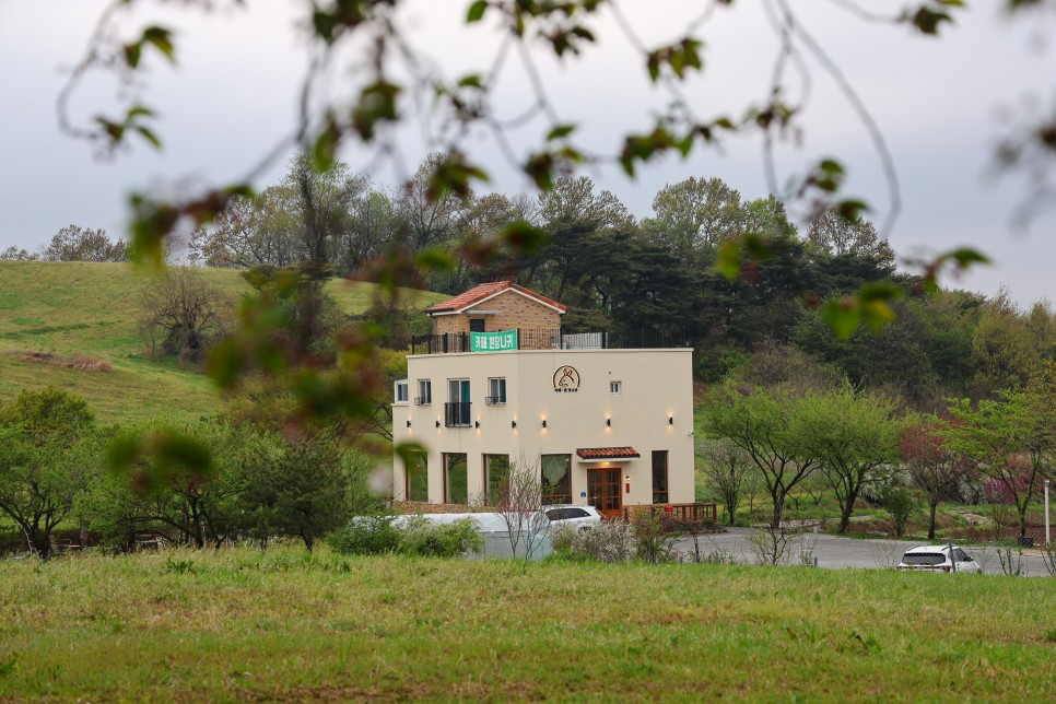 서산 문수사 겹벚꽃 과 서산 한우목장 충남 벚꽃 명소