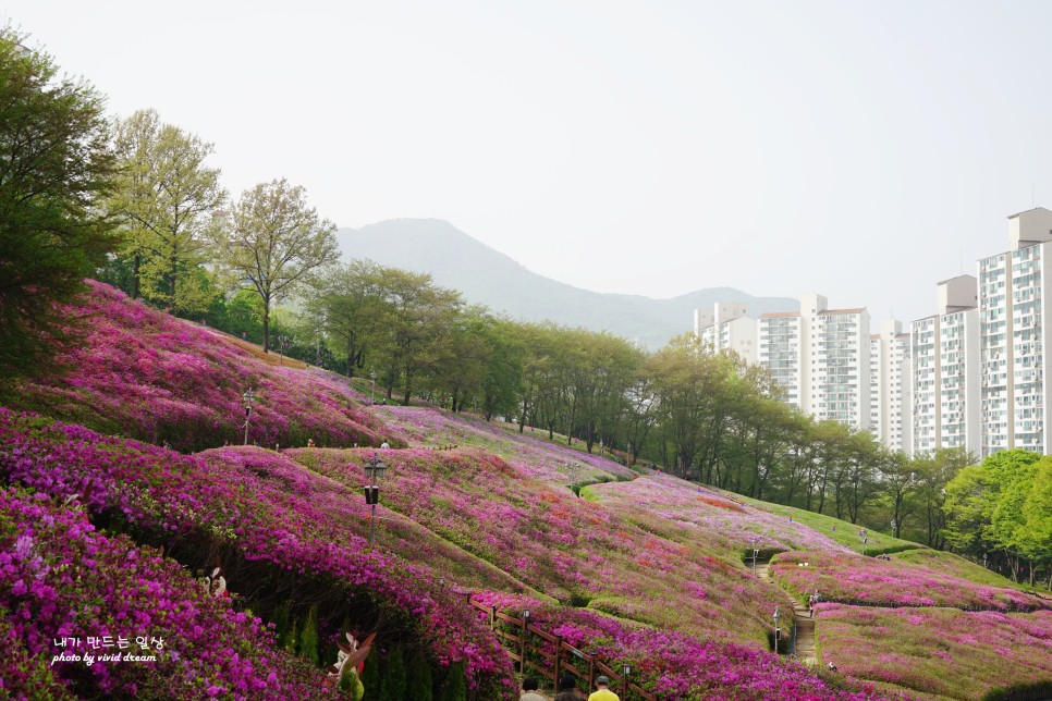 군포 가볼만한곳 철쭉축제 실시간 철쭉동산 개화 주차장이용