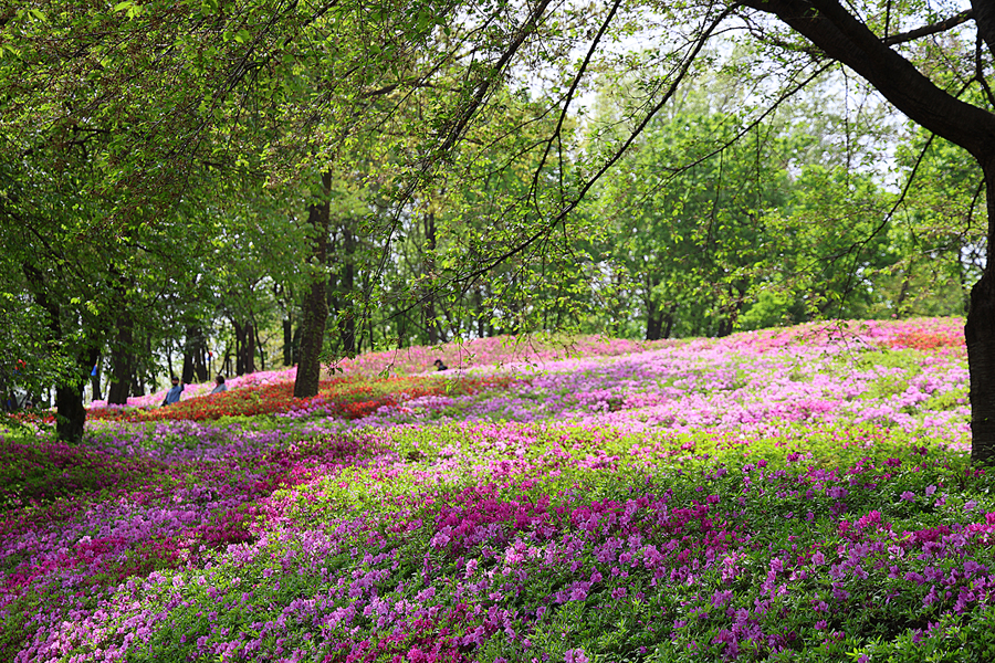 군포 철쭉축제 철쭉동산 주차 경기도 4월 꽃구경 꽃축제 실시간 개화상황