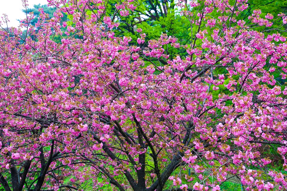 서산 문수사 겹벚꽃 과 서산 한우목장 충남 벚꽃 명소