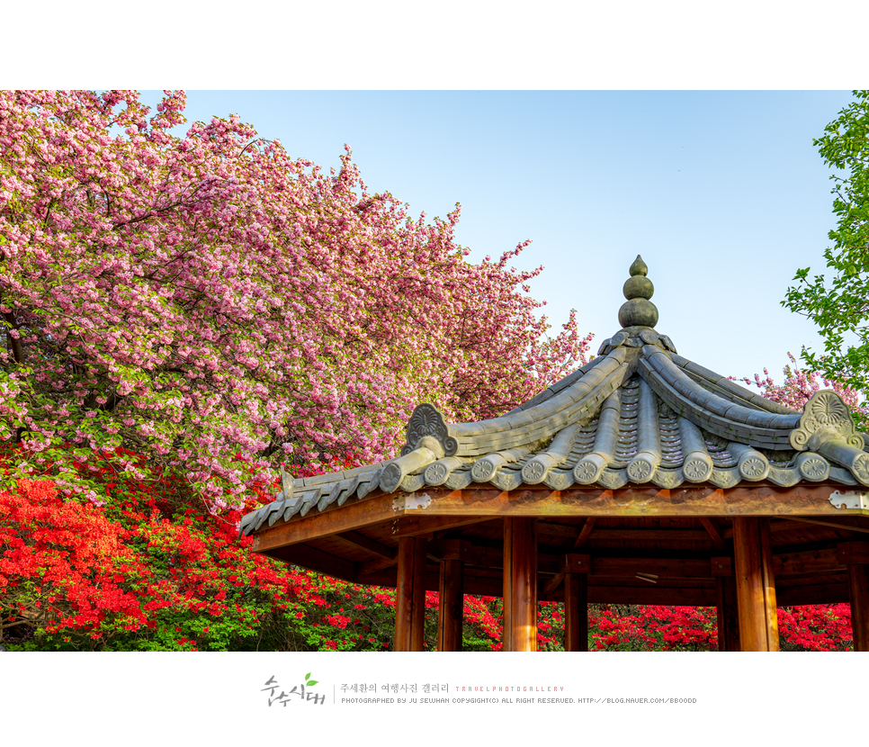 전주 나들이 완산칠봉 꽃동산 완산공원 주차 철쭉 겹벚꽃 명소