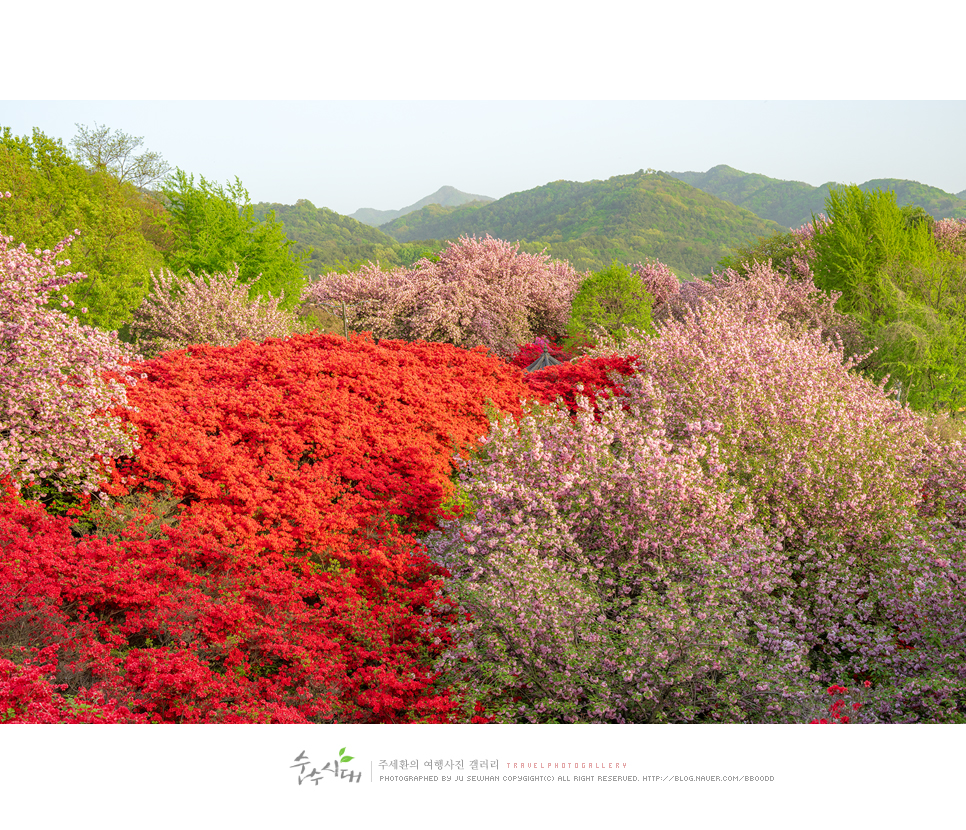 전주 나들이 완산칠봉 꽃동산 완산공원 주차 철쭉 겹벚꽃 명소