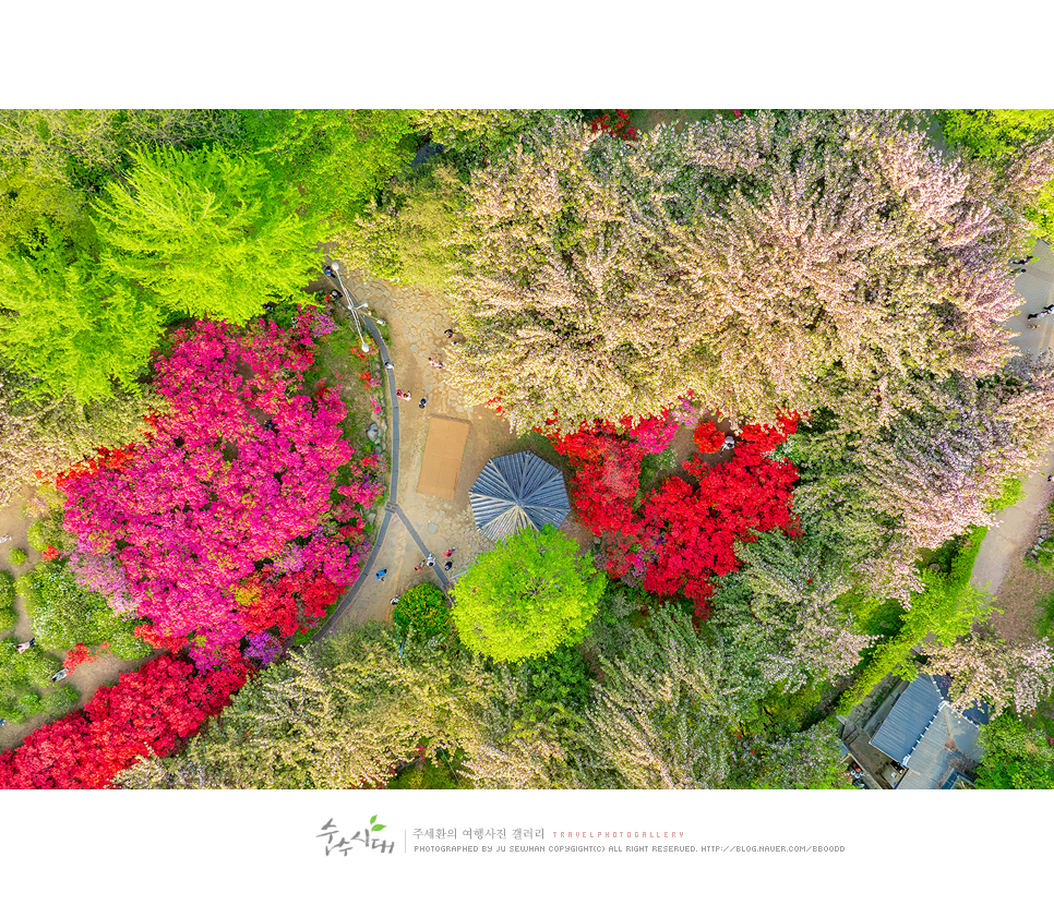 전주 나들이 완산칠봉 꽃동산 완산공원 주차 철쭉 겹벚꽃 명소