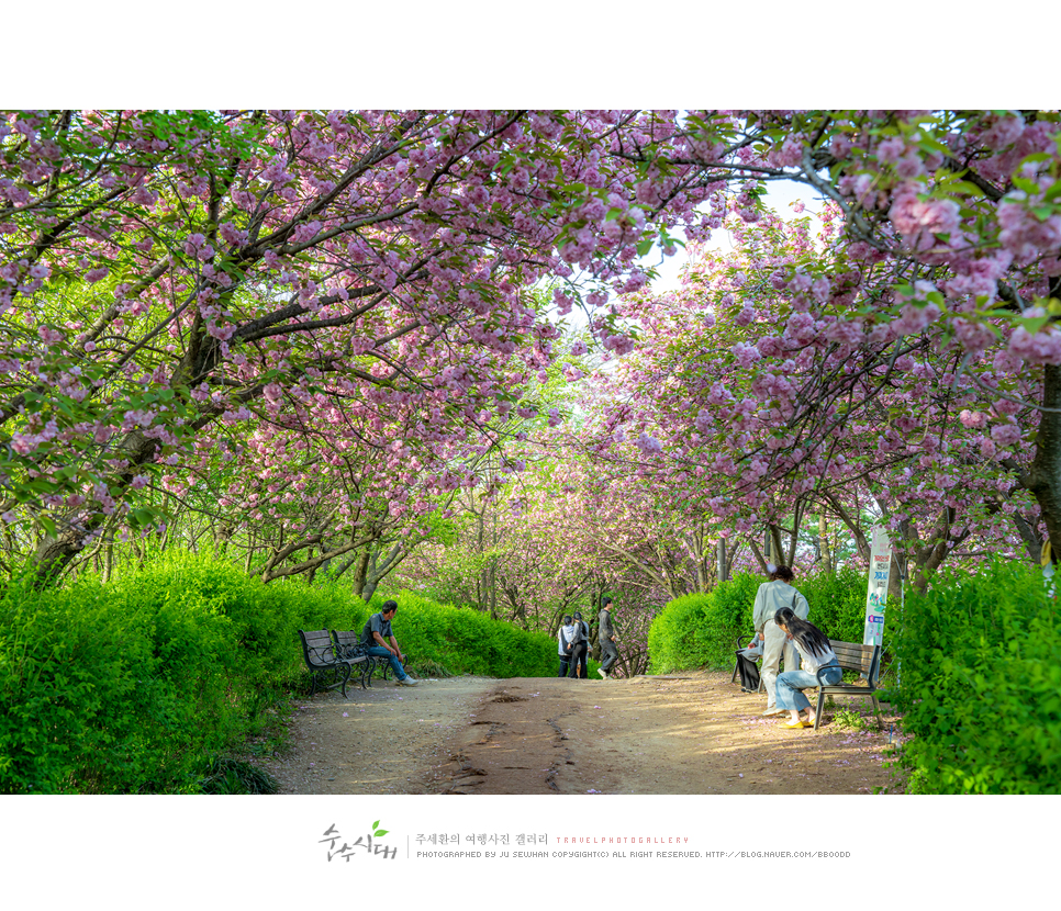 전주 나들이 완산칠봉 꽃동산 완산공원 주차 철쭉 겹벚꽃 명소