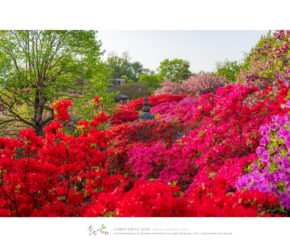 전주 나들이 완산칠봉 꽃동산 완산공원 주차 철쭉 겹벚꽃 명소