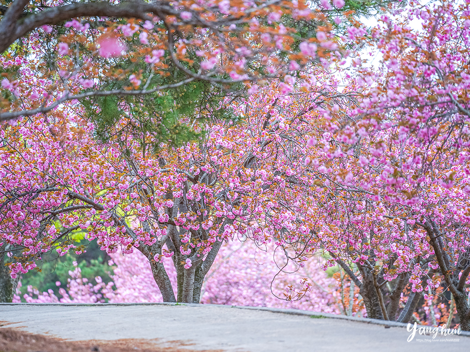 경주 겹벚꽃 명소 불국사 겹벚꽃 경주 여행지 볼거리