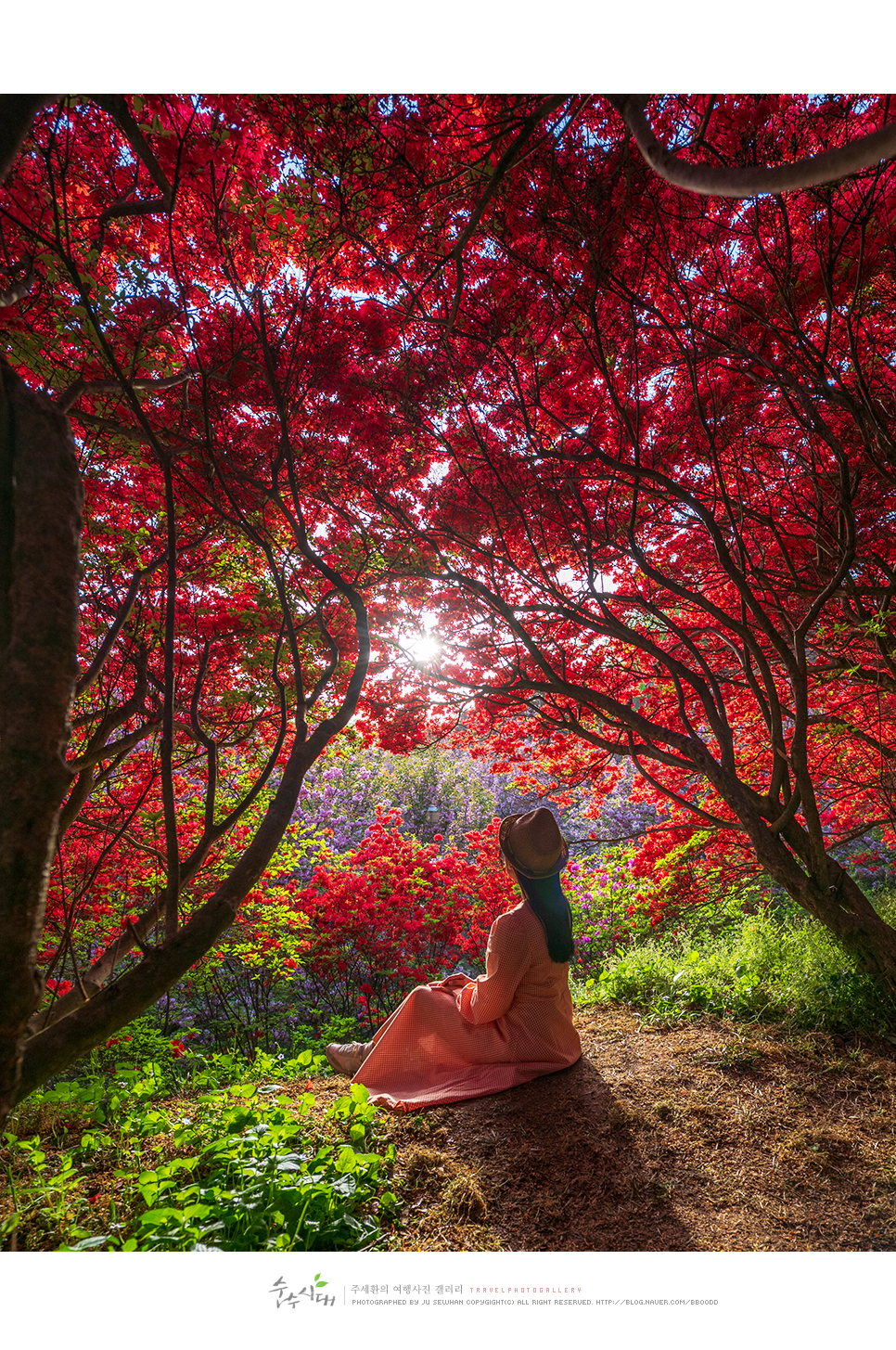 전주 나들이 완산칠봉 꽃동산 완산공원 주차 철쭉 겹벚꽃 명소