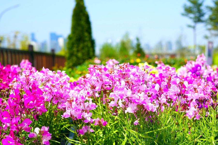 대전 근교 가볼만한곳 세종 봄나들이 국립 세종 수목원 봄꽃 구경  봄나들이