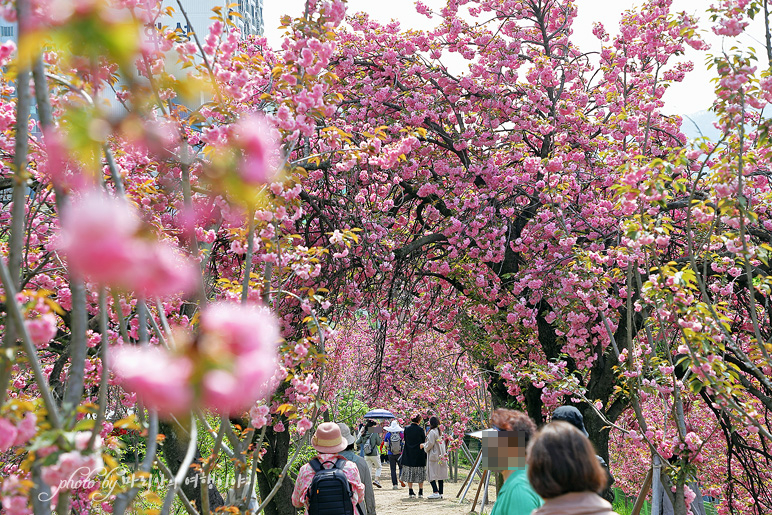 대구 겹벚꽃 명소 꽃구경 대구 월곡역사공원