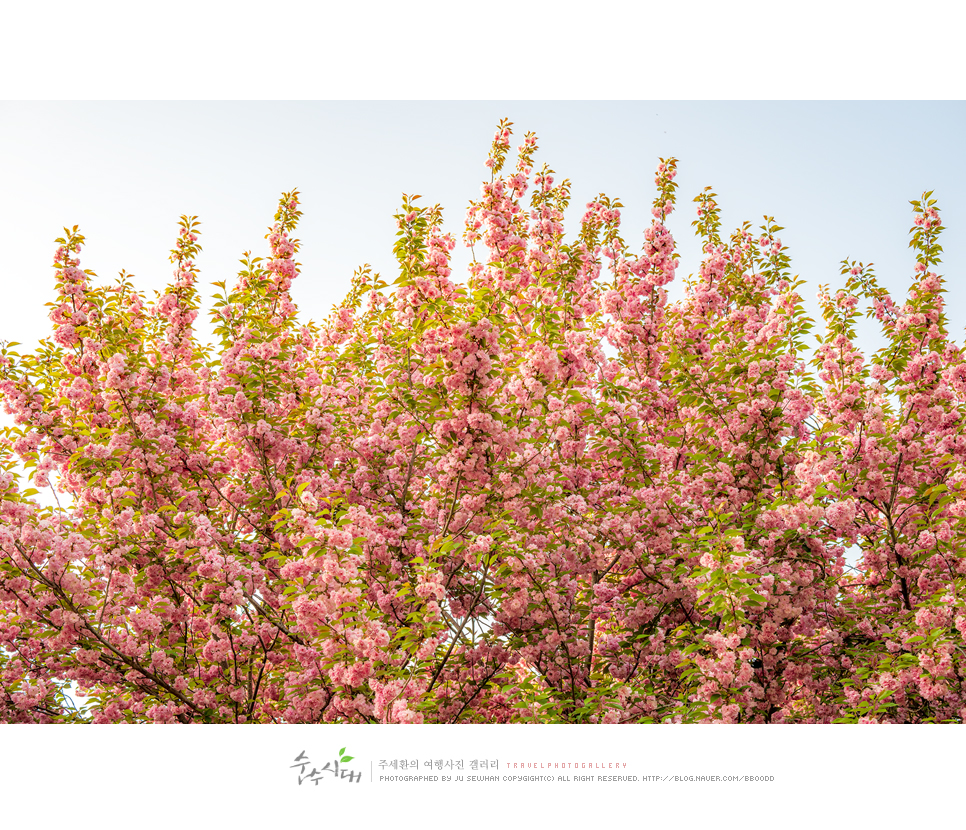 전주 나들이 완산칠봉 꽃동산 완산공원 주차 철쭉 겹벚꽃 명소