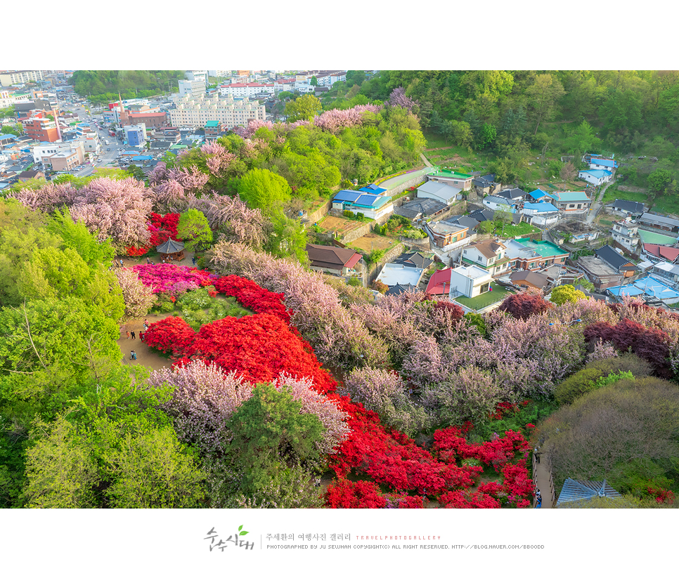 전주 나들이 완산칠봉 꽃동산 완산공원 주차 철쭉 겹벚꽃 명소