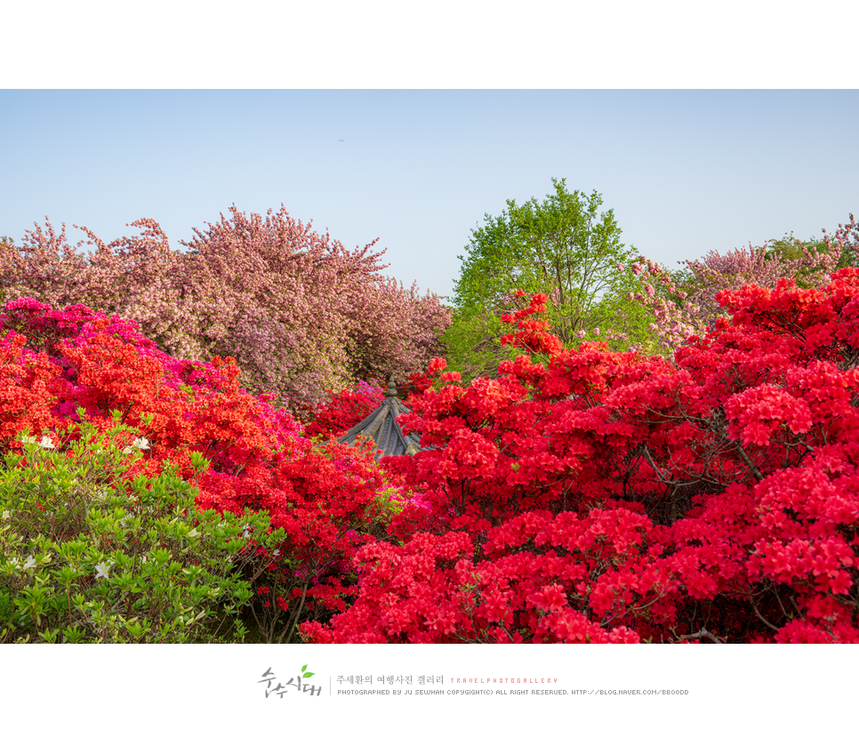 전주 나들이 완산칠봉 꽃동산 완산공원 주차 철쭉 겹벚꽃 명소