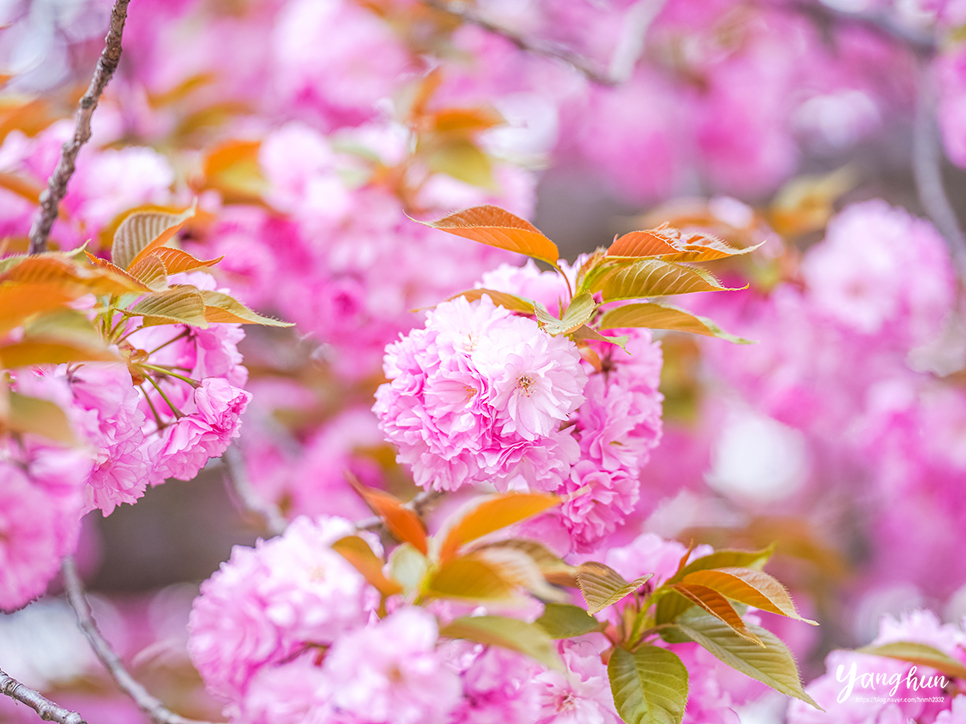 경주 겹벚꽃 명소 불국사 겹벚꽃 경주 여행지 볼거리