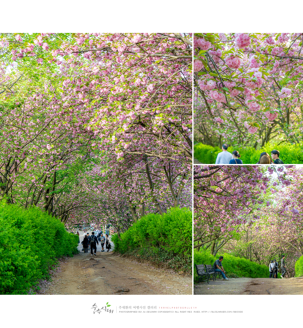 전주 나들이 완산칠봉 꽃동산 완산공원 주차 철쭉 겹벚꽃 명소