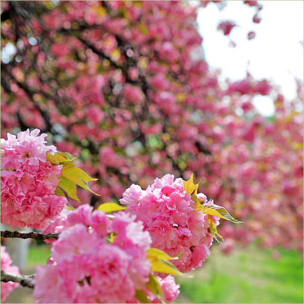 대구 겹벚꽃 명소 꽃구경 대구 월곡역사공원