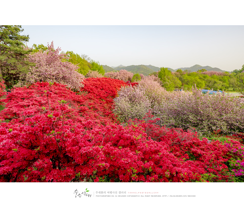 전주 나들이 완산칠봉 꽃동산 완산공원 주차 철쭉 겹벚꽃 명소