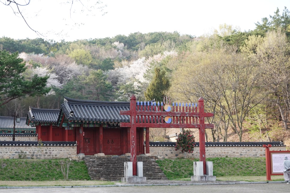[경주국립공원 화랑지구] 벚꽃 명소 김유신 장군묘 송화산 가볍게 즐기기