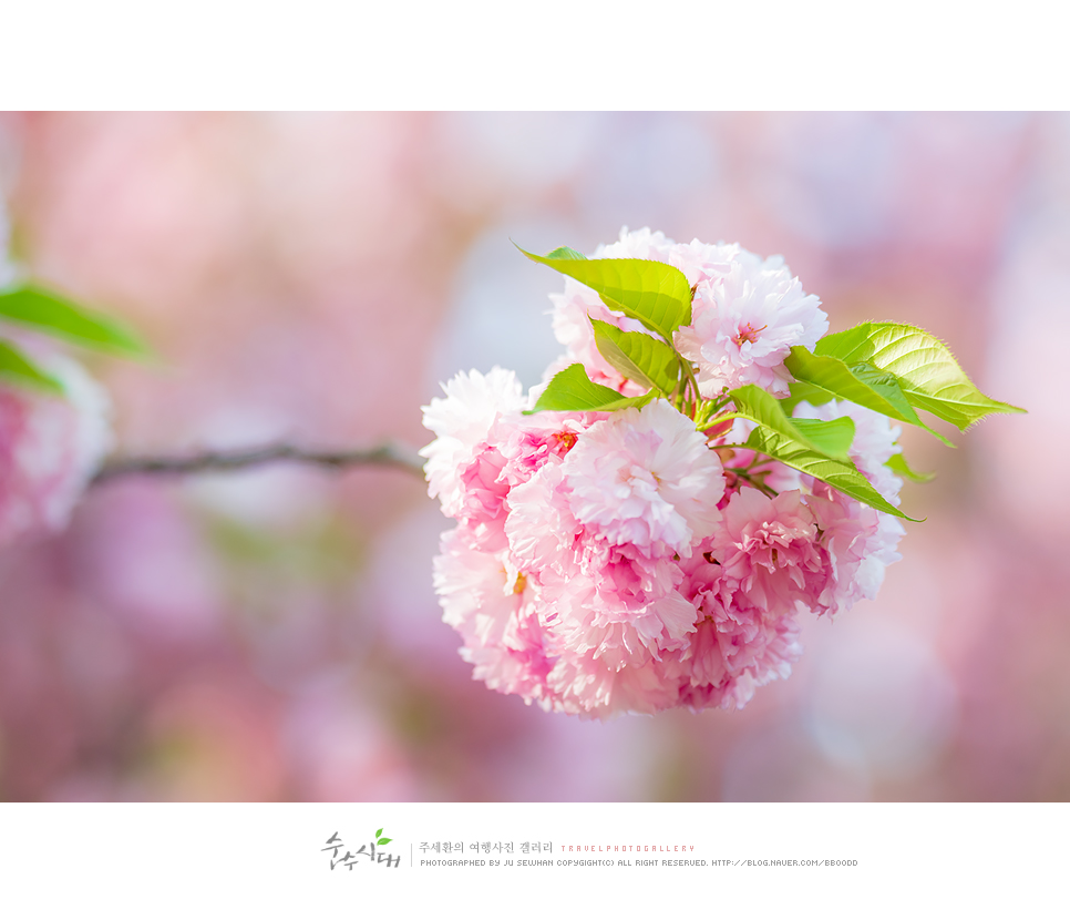 전주 나들이 완산칠봉 꽃동산 완산공원 주차 철쭉 겹벚꽃 명소
