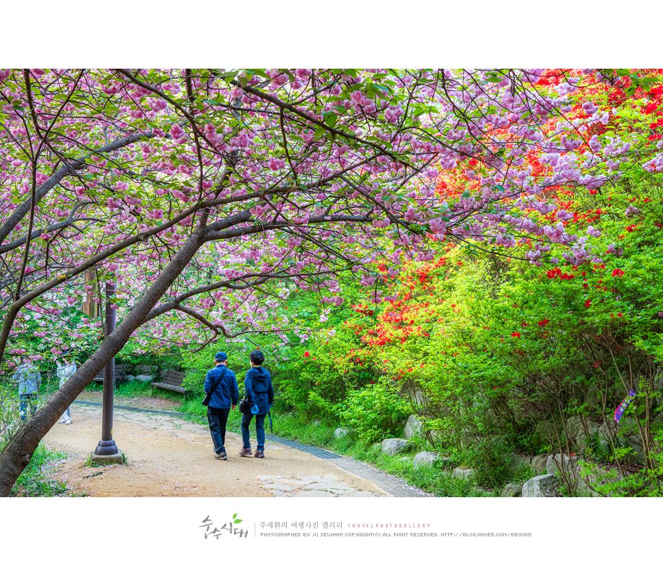 전주 나들이 완산칠봉 꽃동산 완산공원 주차 철쭉 겹벚꽃 명소