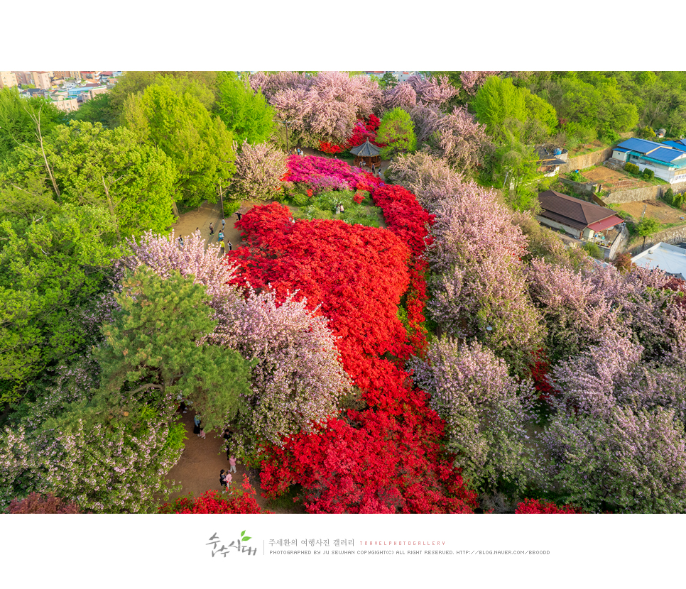 전주 나들이 완산칠봉 꽃동산 완산공원 주차 철쭉 겹벚꽃 명소