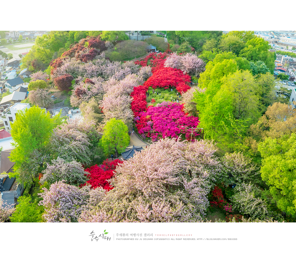 전주 나들이 완산칠봉 꽃동산 완산공원 주차 철쭉 겹벚꽃 명소