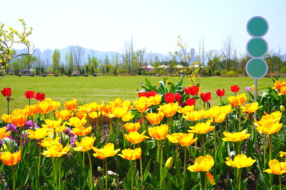 대전 근교 가볼만한곳 세종 봄나들이 국립 세종 수목원 봄꽃 구경  봄나들이