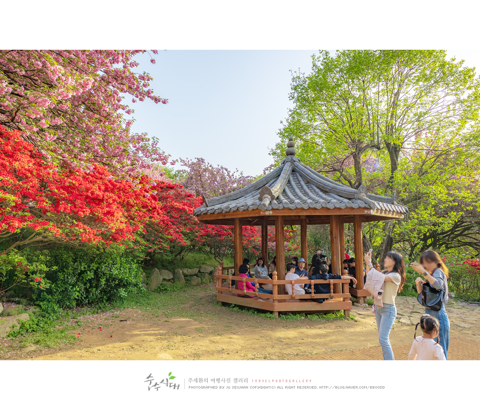 전주 나들이 완산칠봉 꽃동산 완산공원 주차 철쭉 겹벚꽃 명소