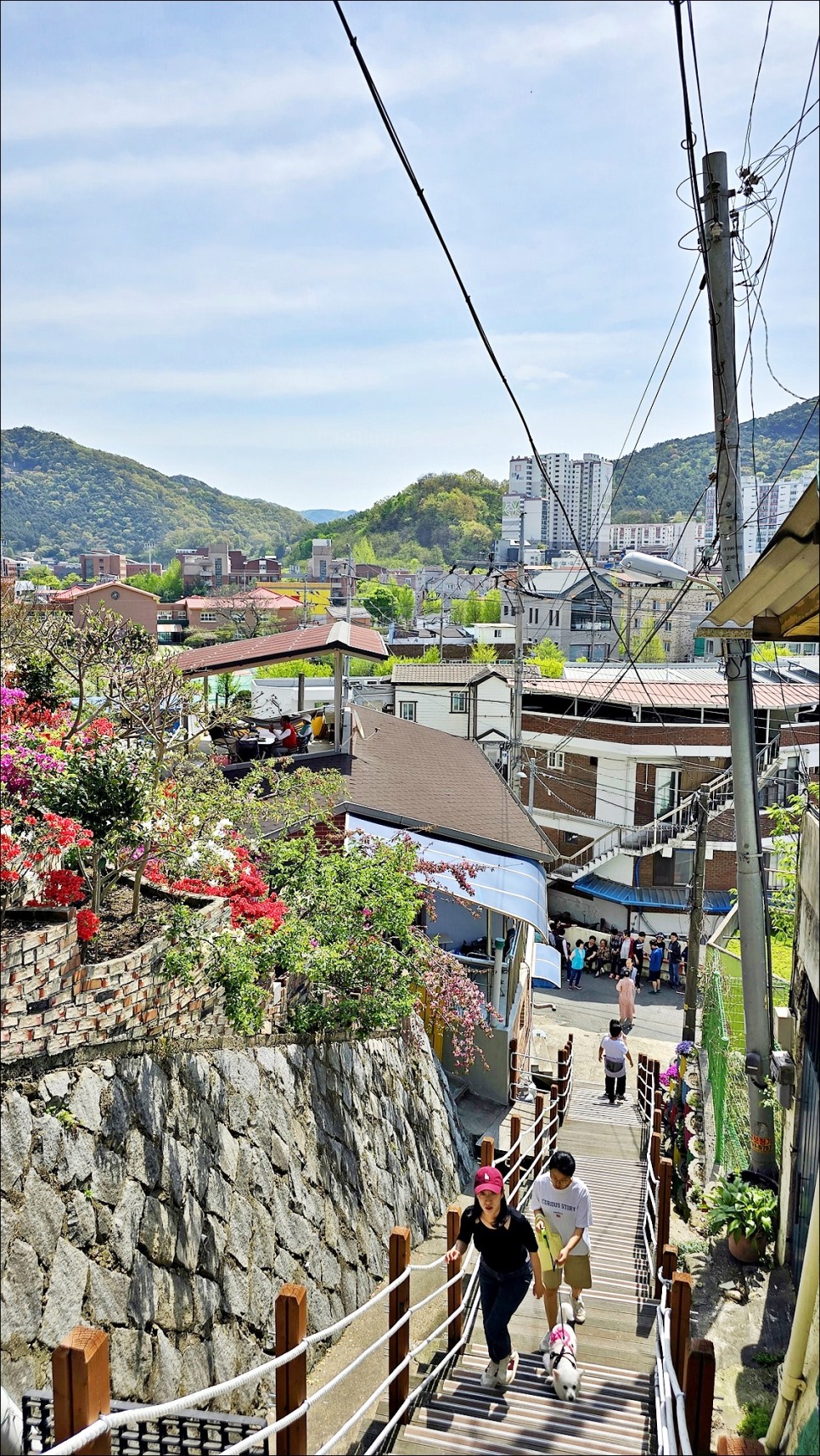 전주 벚꽃 명소 완산 칠봉 꽃동산 완산공원 겹벚꽃 전주 데이트코스 추천!